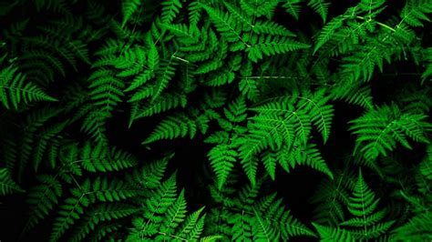 Green Leaves 4k Wallpaper