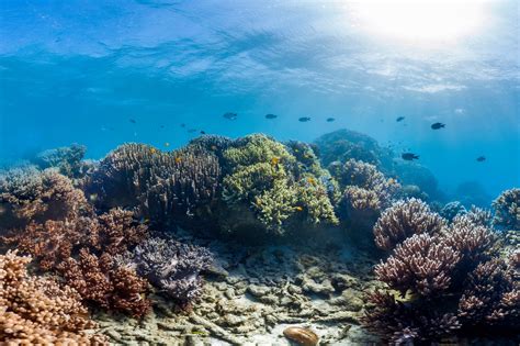 Scientists Find Some Hope For Coral Reefs The Strong May Survive The