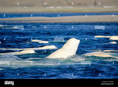 Adult Beluga Whales Delphinapterus Leucas Scratching Their Skin On