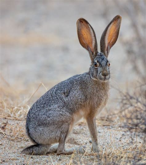 Jack Rabbits Arizona Wild Animals In Az