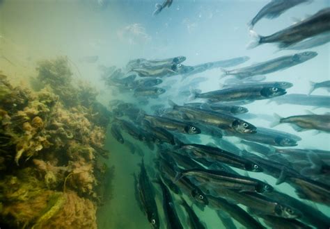 Rolling Into A New Era Of Capelin Science Oceans North