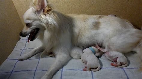 Newborn puppies are some of the most adorable creatures in the world. Newborn Pomeranian puppies - YouTube