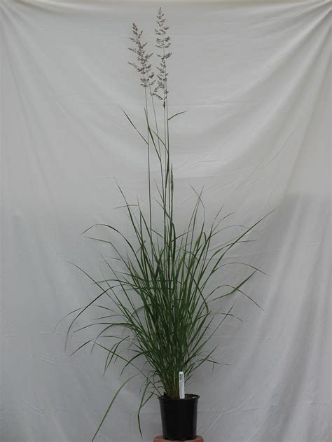 Feather Reed Grass Plants4home