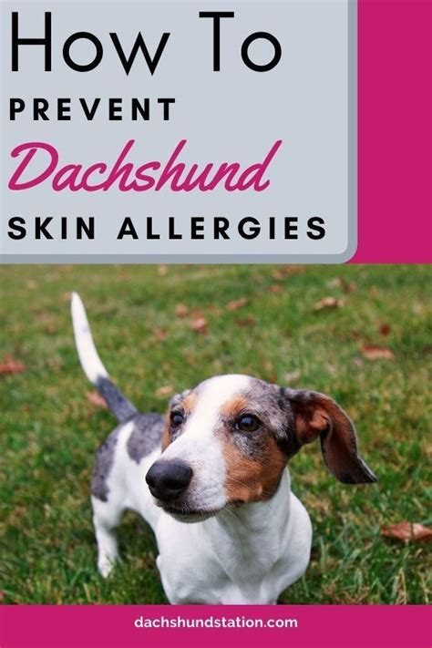 How To Prevent Dachshund Skin Allergies Dog Allergies Skin Allergies