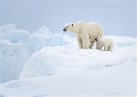 Polar Bear And Cub Female Polar Bear Surveys The Arctic Land Flickr