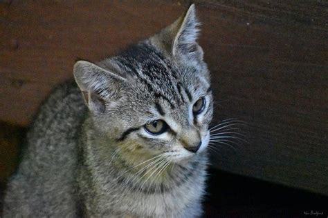 Gray Tabby Kitten Photograph Photograph By Ken Bradford