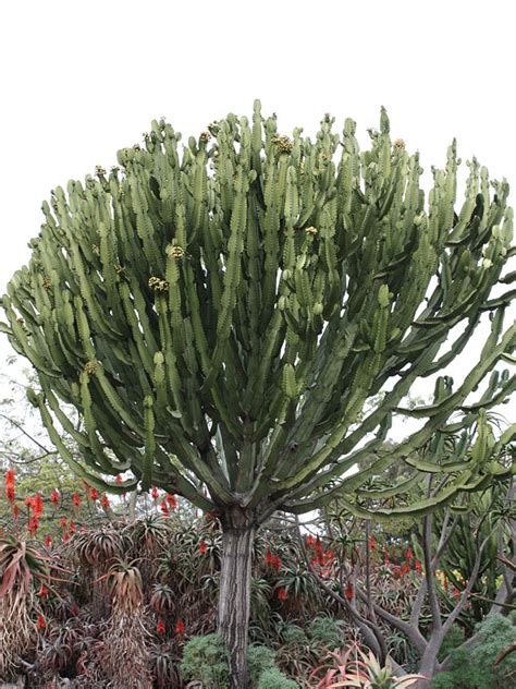 Lg Euphorbia Ingens Cactus Euphorbiaceae Urban Tropicals