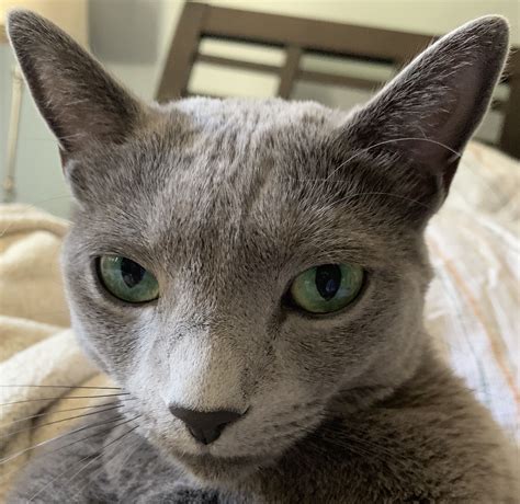 russian blue hypoallergenic cats for adoption freesheetscores