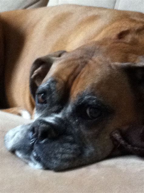 Old Boxer A My Jake Boxer Mom Boxer Love Boxer Dogs