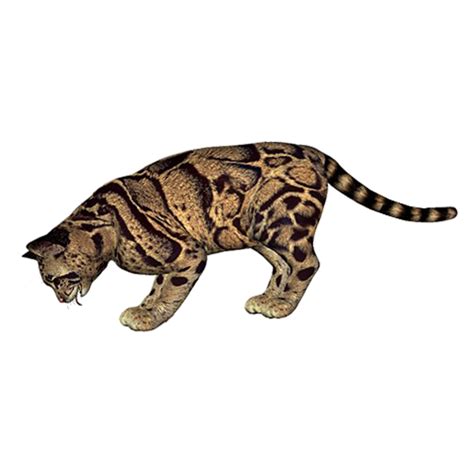Leopard Cheetah Eurasian lynx Tiger - leopard png download - 750*750 - Free Transparent Leopard ...