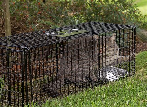 Cat Adoption Guide Trapping Feral Cats In Your Neighborhood