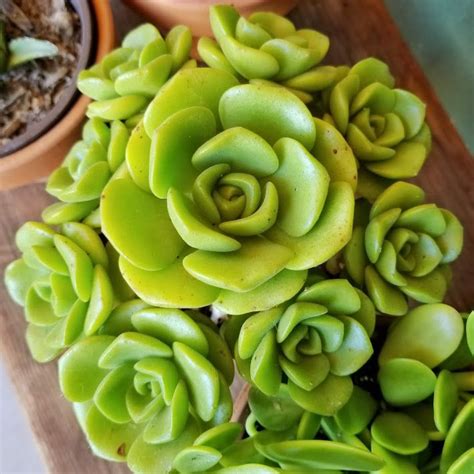 Aeonium Lily Pad Flowering Succulents Succulents Lily Pads