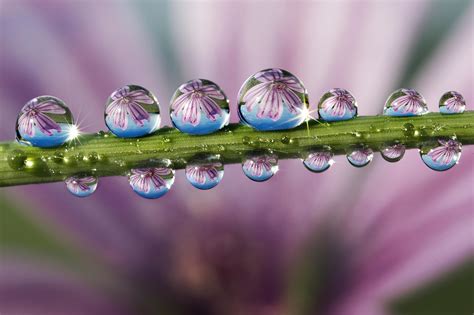 Flowers With Dew Drops Wallpapers High Quality Download Free