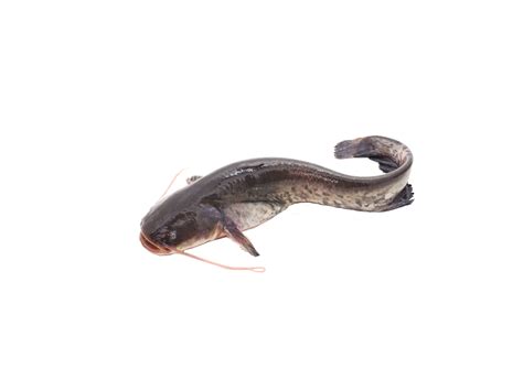 Catfish Amacore