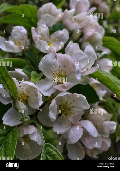 White Crabapple Tree Blossoms In Full Bloom Stock Photo Alamy