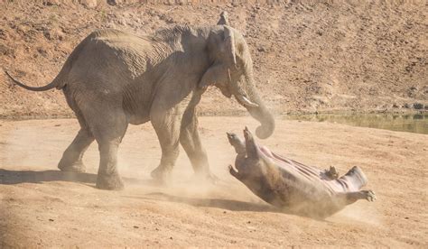 elephant vs hippo mirror online