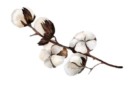 Cotton Png Background Png Play