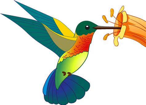 Hummingbird Clipart Free Download Transparent Png Creazilla