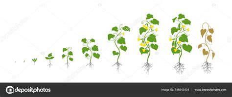 Cucumber Plant Growth Stages Vector Illustration Cucumis Sativus