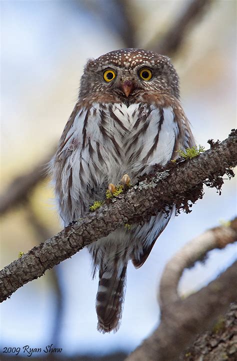 Northern Pygmy Owl Glaucidium Californicum Another Angle Flickr