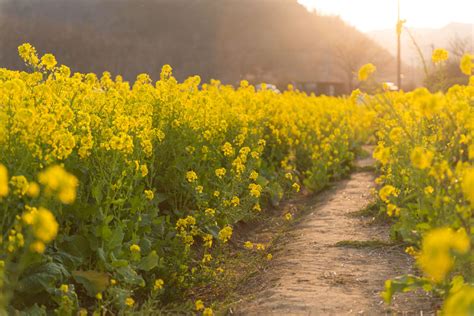 Wild Mustard Facts And Health Benefits