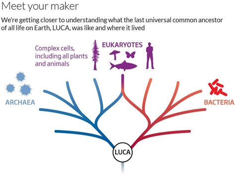 Universal Ancestor Of All Life On Earth Was Only Half Alive New Scientist