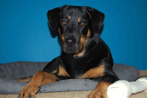 Check spelling or type a new query. Labrottie (Labrador Retriever-Rottweiler Mix) Info, Puppies, Pictures