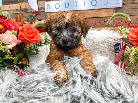 Barking Boutique Grandville Michigan