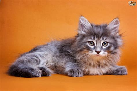 Siberian Cat Breed Facts Highlights And Buying Advice