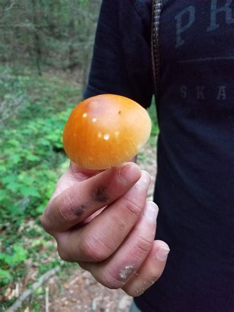 Found In Georgia Is This A Psilocybin Mushroom