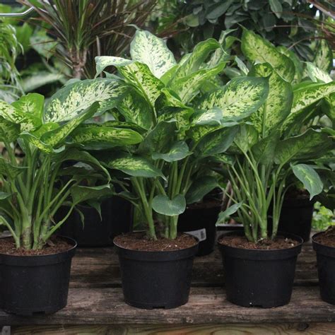 Dieffenbachia Plants Indoor Plants Houseplants Low Light