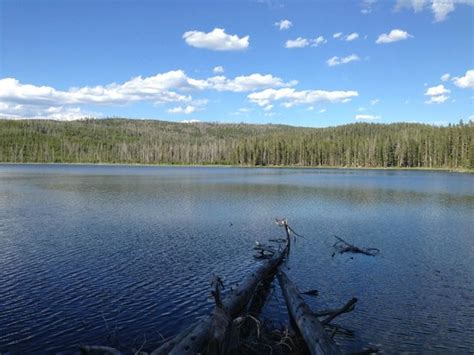 Mallard Lake Parc National De Yellowstone 2020 Ce Quil Faut Savoir