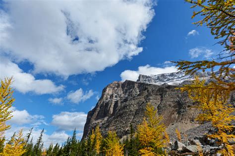 Autumn Larch Tree Colors In Paradise Valley Banff National Park Stock
