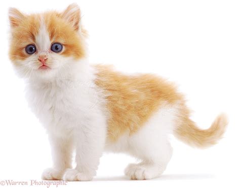 Pale Ginger Cat With Blue Eyes