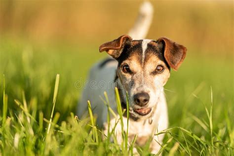 Dog Corn Mouth Stock Photos Free And Royalty Free Stock Photos From