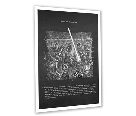 Dermatologist Art Set of 3 Unframed Skin Epidermis Anatomy - Etsy