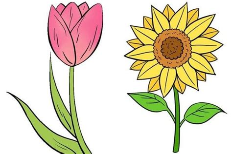 Detail Gambar Sketsa Bunga Matahari Berwarna Koleksi Nomer 5