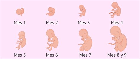 ¿quÉ Son Cambios AnatomofisiolÓgicos En El Embarazo