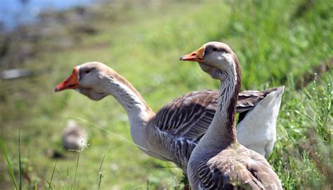 What Are The Different Types Of Geese Sciencing