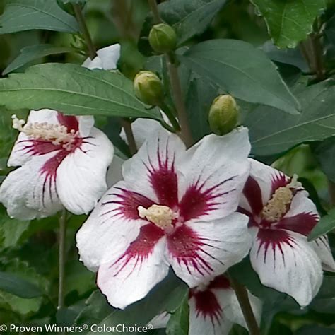 Hibiscus Syriacus ‘lil Kim Rose Of Sharon Shrub Althea Maple Hill