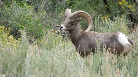 Idfg Lethally Removes Last Four Bighorn Sheep In The South Hills