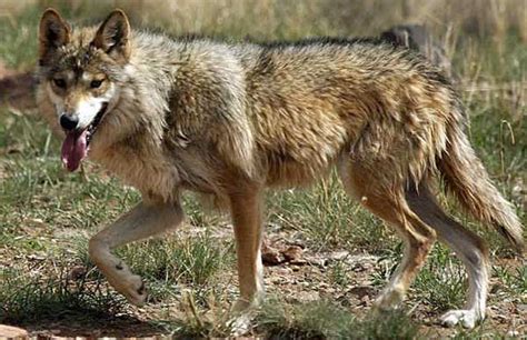 Mexican Gray Wolves Endangered Status To Be Reviewed By Us Fish And
