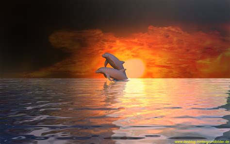 How to add animated wallpaper to your desktop pc. Delfin HD Wallpaper | Hintergrund | 1920x1200 | ID:439259 ...
