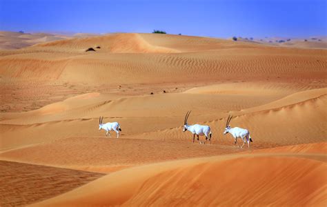 Exploring The Dubai Desert Conservation Reserve Lonely Planet
