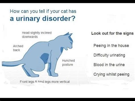 What causes urinary blockages in cats? Male Cat Urinary Blockages: Causes, Symptoms & Treatment ...