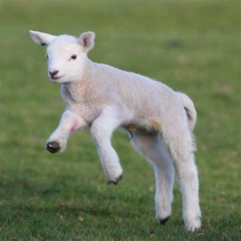 List 96 Pictures Pictures Of Lambs And Sheep Superb