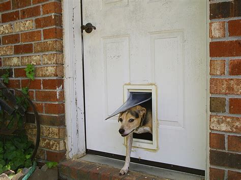 19.of all the cars available i prefer a/the japanese one. Pet door - Wikipedia