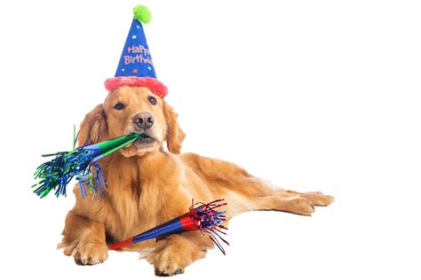 Dog Birthday Png png image