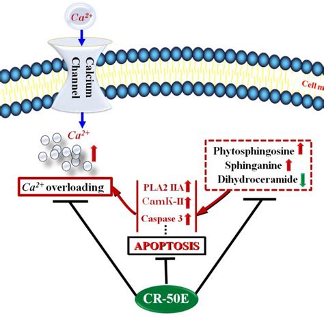 The Schematic Representation Of The Neuroprotective Effect Of Cr E Download High Resolution