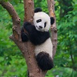 Pandas are taken off the endangered list and wild tigers are on the ...
